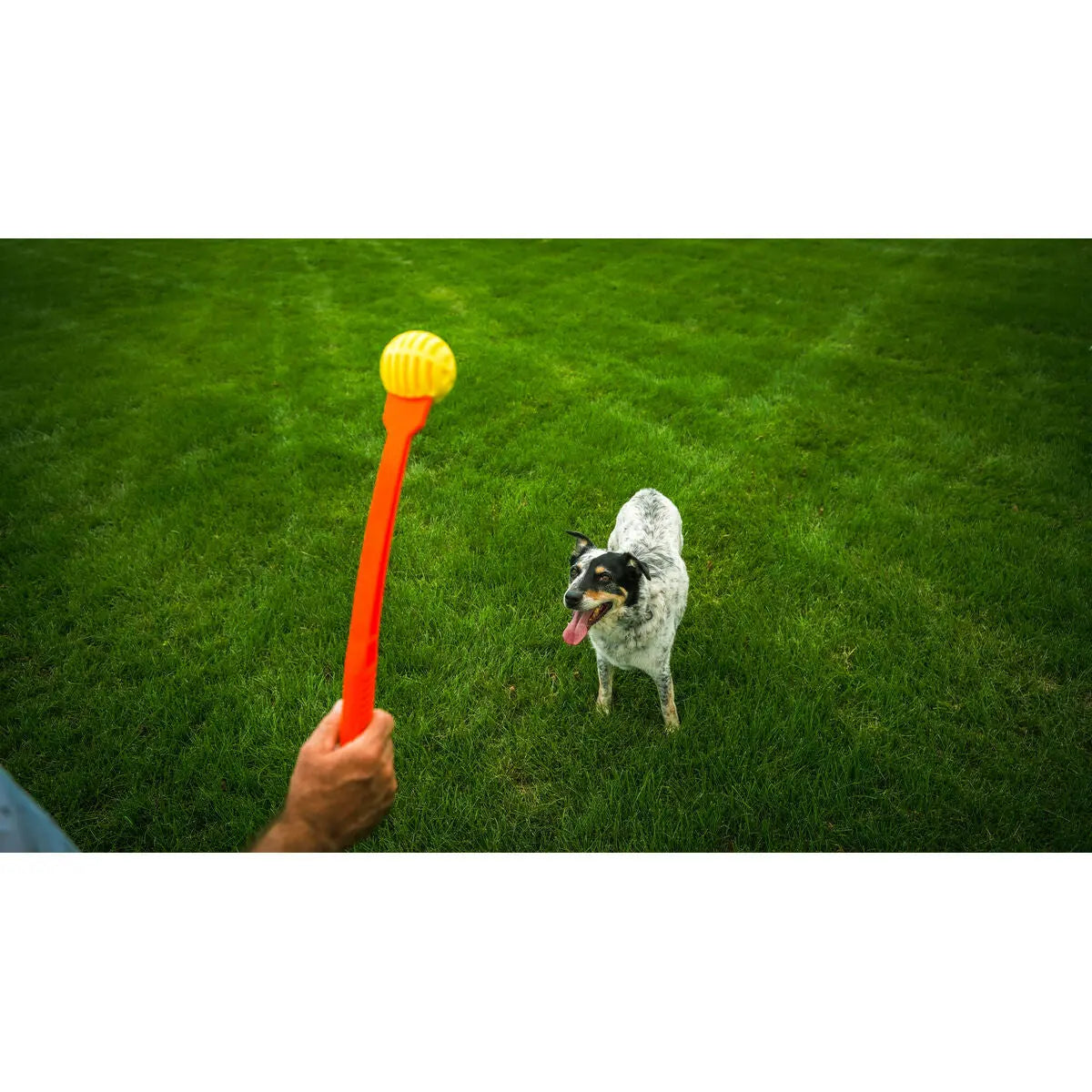 Ball Launcher for Dogs Hunter Hunter