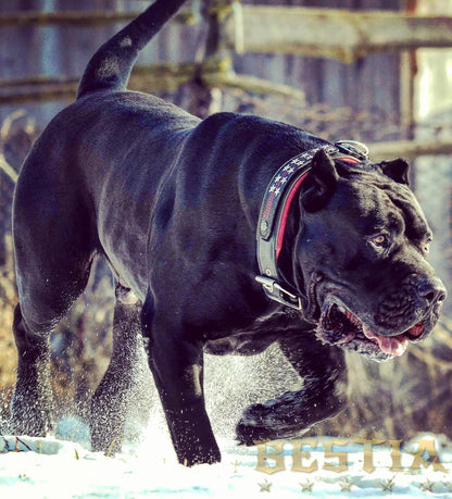 The unique "General" leather dog collar for big dogs BESTIA